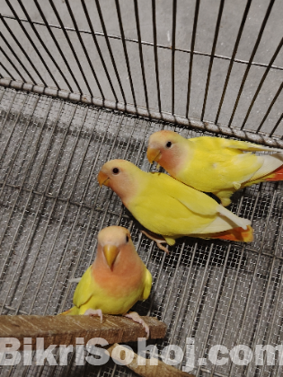 Love bird